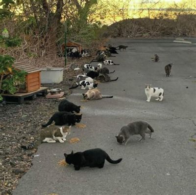 橋本駅 駐車場 安い そして、なぜかそこにはいつも猫がいる